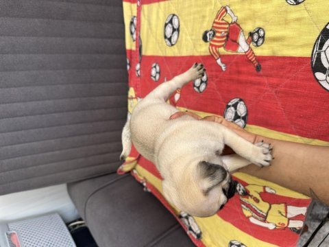 A kalitesi pug yavrularım