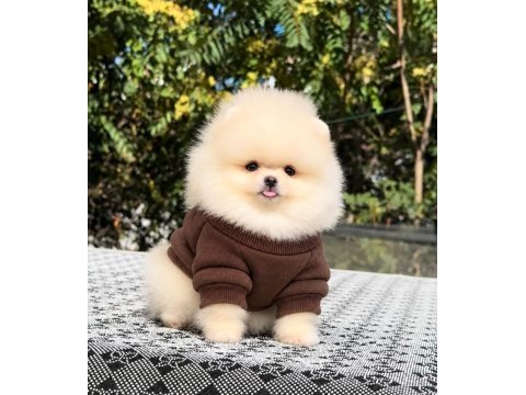 Sağlık ve ırk garantili pomeranian