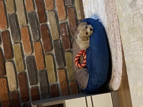 2 aylık maltipoo