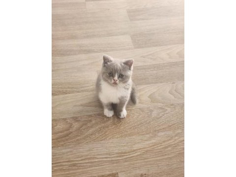 Scottish fold yavrularımız