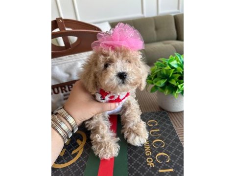 Sağlık ve ırk garantili maltipoo yavrularımız