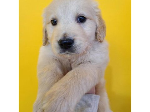 Golden retriever yavruları