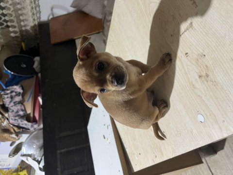 Şivava köpeğimize acil yuva aranıyor