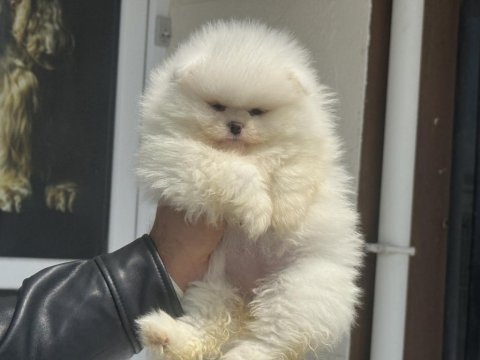 Tarım bakanlığı ruhsatlı çiftlikden pomeranian