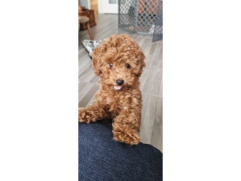 5 aylık dişi en küçük boy poodle