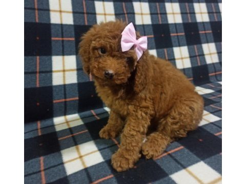 Safkan poodle yavrularımız
