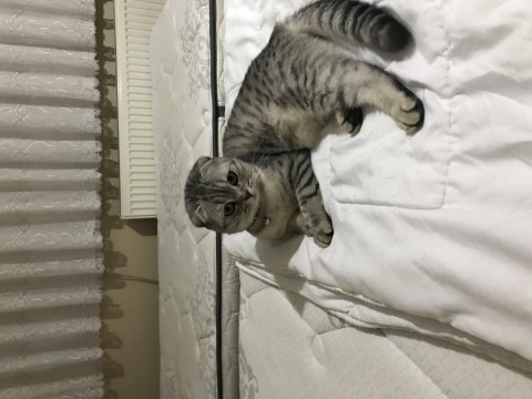 Güzel scottish fold kızım lili