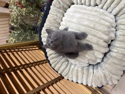 British shorthair yavrular