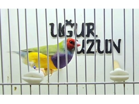 Her renk iri jumbo gouldian finch (gökkuşağı ispinozu)