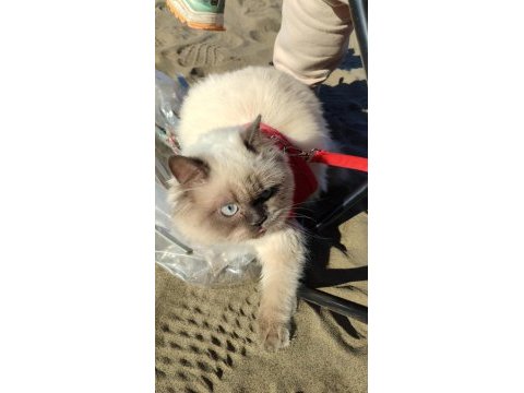 British longhair bluepoint kızımı sahiplenririyorum