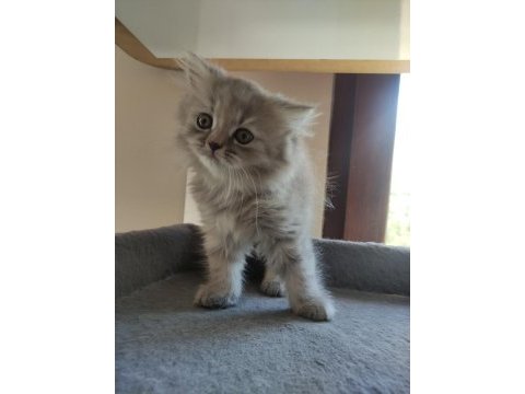 Yavru cins british longhair uygun puanlı