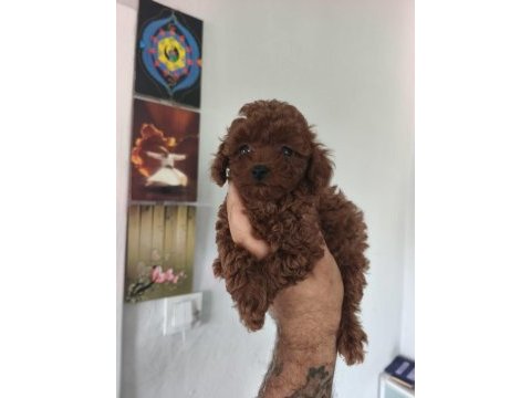 Birbirinden sevimli köpekler
