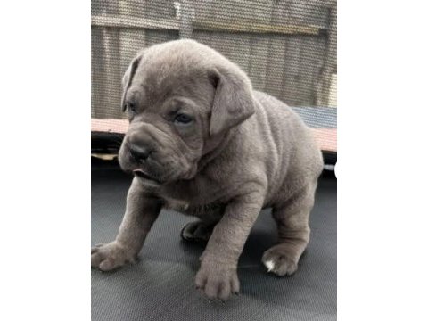2 aylık bodyguard cane corso yavrularım
