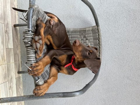 3.5 aylık son 4 dişi doberman