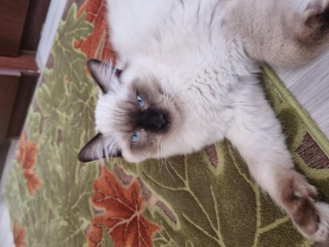 8 aylık erkek ful secereli ragdoll
