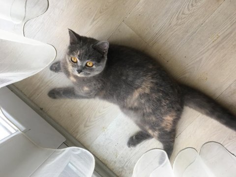 1 yaşında british shorthair