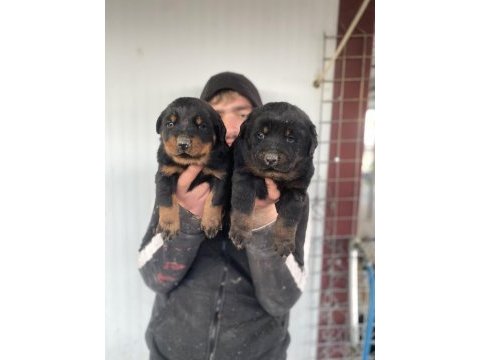 Üst kalite orjinal rottweiler yavruları