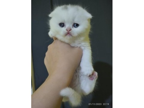 Orjinal safkan british shorthair yavrular
