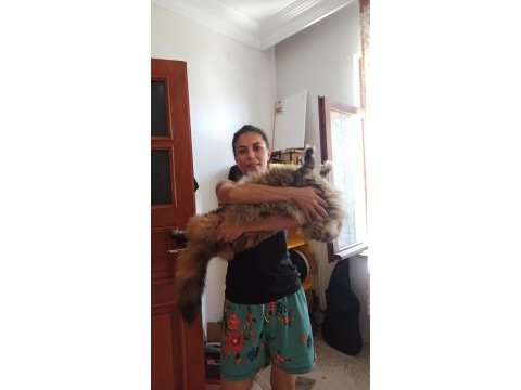 Maine coon ırkının en güzel örnekleri safkan şecereli