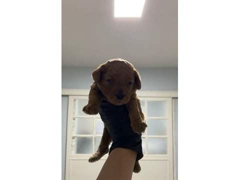 Toy poodle yavrularım aşılı orijinal