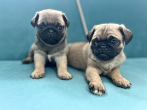 Erkek pug yavrularımız kalite asla tesadüf değildir