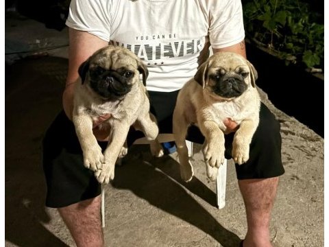 Sağlık ve ırk garantili pug mops yavrularımız 