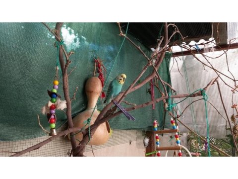 Muhabbet kuşu yavrularım yeni yuvalarını arıyorlar