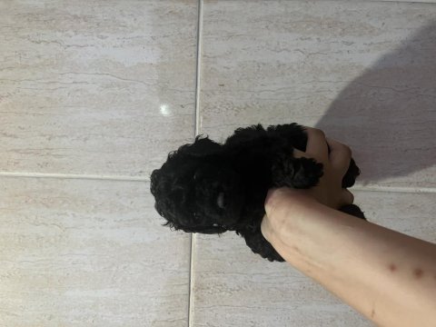 Kore kan siyah toy poodle bebekler