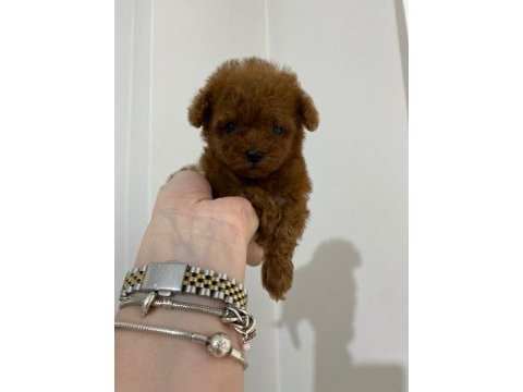 Teacup toy poodle