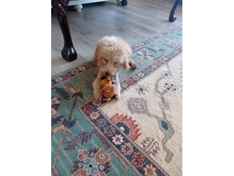 Oyuncu max toy poodle