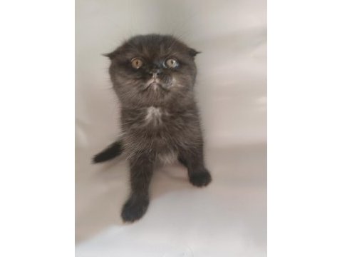 Oyuncu sevimli scottish fold yavrular