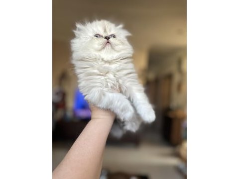 Safkan iran chinchilla bebeklerimiz
