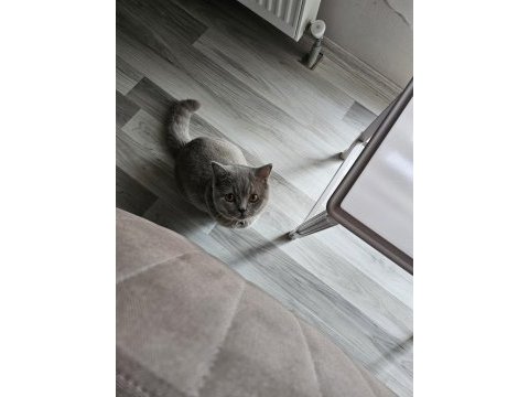 British shorthair (aşıları tam)
