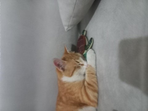 Kedimi ücretsiz sahiplendiriyorum