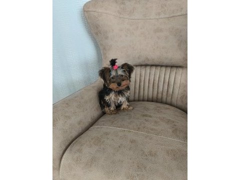 A kalite yorkshire terrier