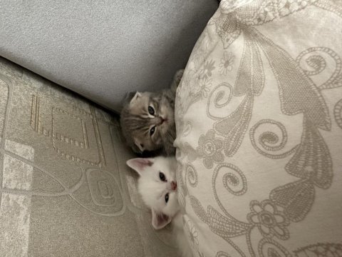 2 aylık beyaz erkek british shorthair