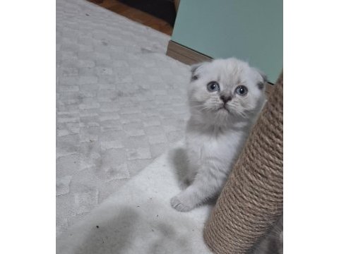 Kedimiz için detaylı bilgi alın