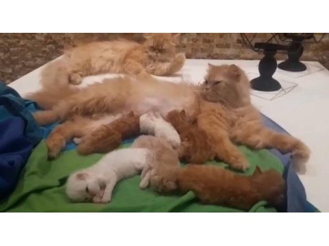 Çok güzel iran chinchilla yavrularım