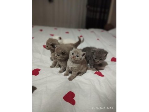 British shorthair dişi ve erkek