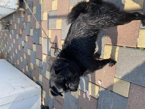 2 yaşındaki yakışıklı pug oğlumuz browni