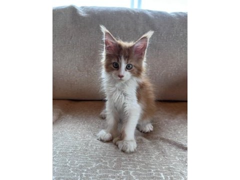 Xxl cüsse mükemmel profil dopdolu maine coon