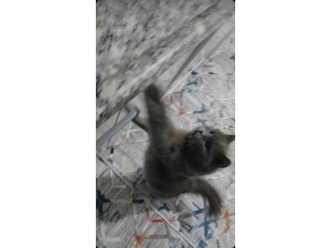 British longhair kedimizi çok uyguna vereceğiz acil