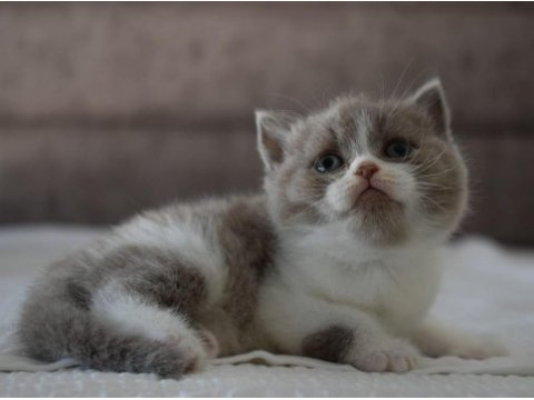 Muhteşem safkan british shorthair