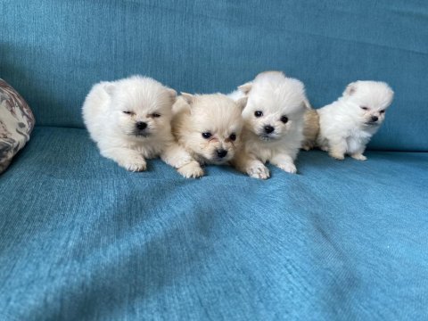 Pomeranian bebekler