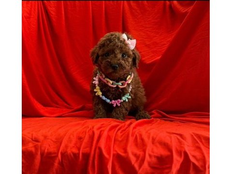 Orijinal toy poodle yavruları