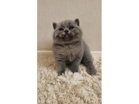 Nadir suratlı son erkek ve dişi british shorthair yavrumuz
