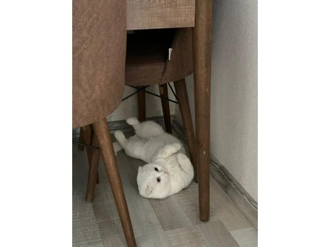 Nazar boncuğu scottish fold