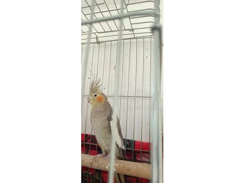 2 yaşında barut gibi dişi eşe hazır sultan papağanı
