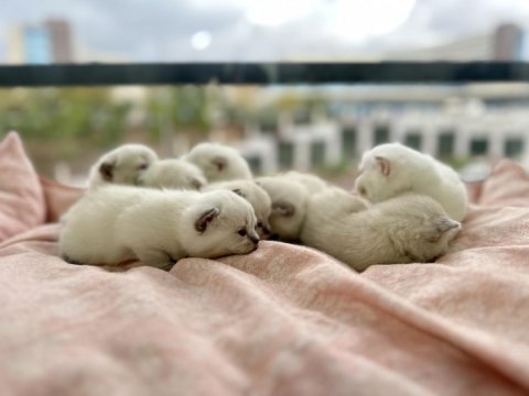 Saf kan british shorthair bebekler