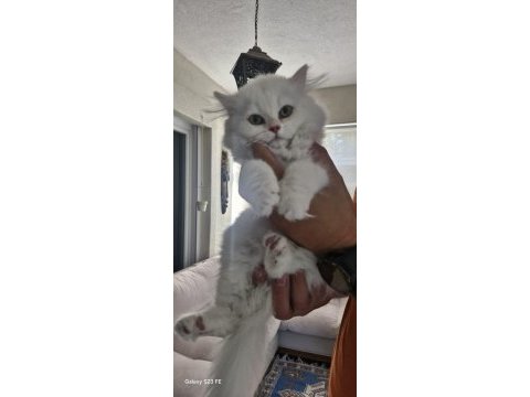 Pamuk gibi beyaz british longhair yavrumuz